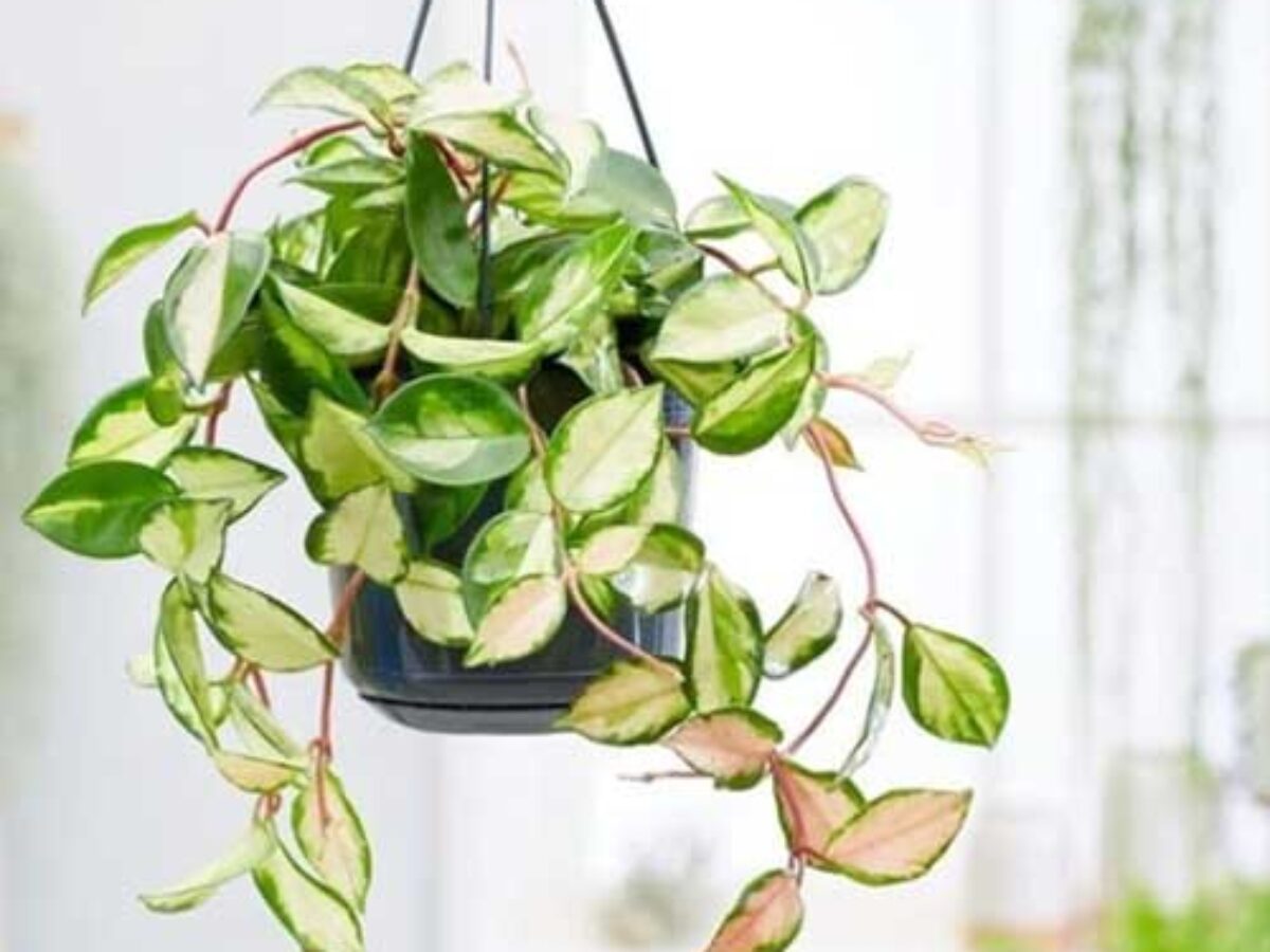 hanging plants red flowers Chenille Plant 'Firetail' main image 0