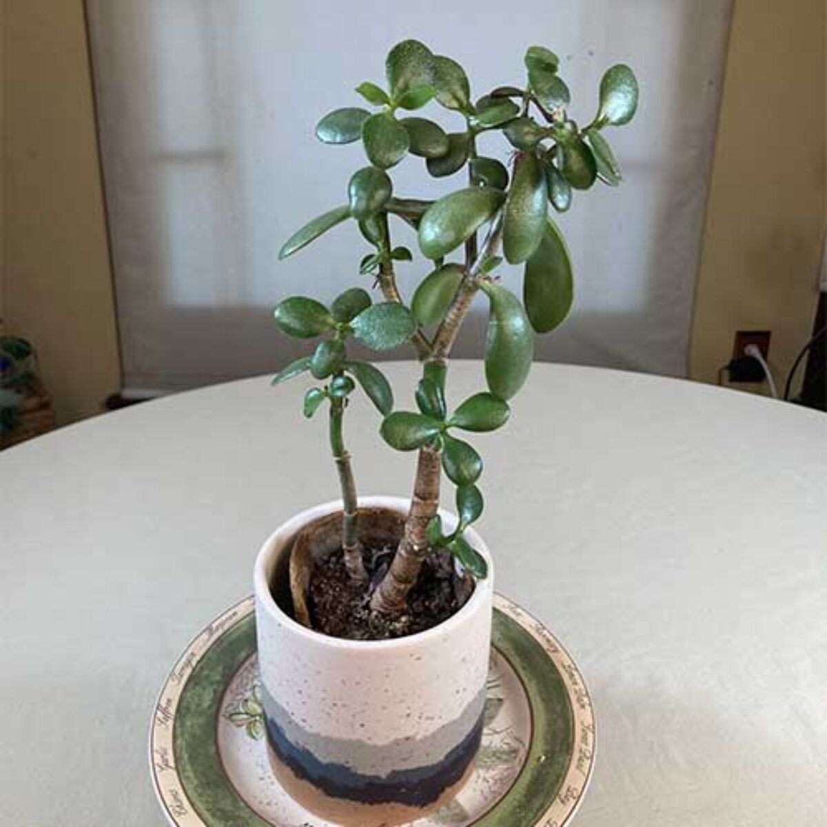 Jade Plant (Crassula ovata) Care Guide  - Healthy Houseplants