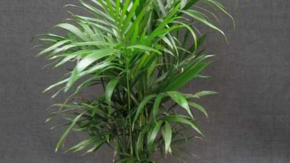 Kentia Palm (Howea forsteriana) - Care Guide and Plant Information -  Healthy Houseplants