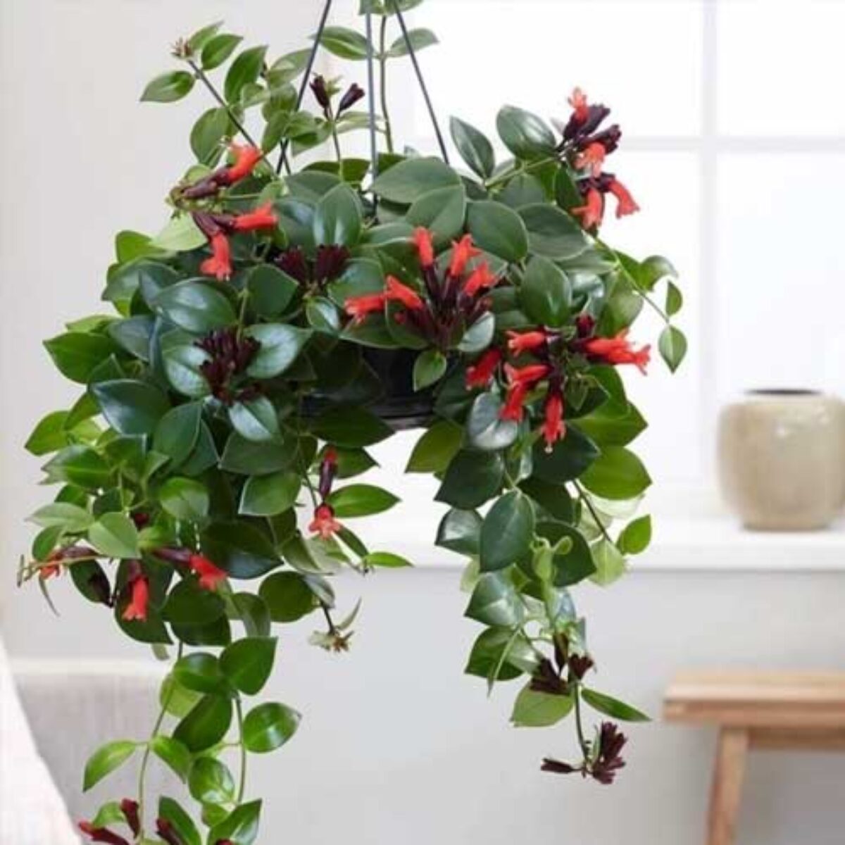 Lipstick Plant Care Guide: Growing Aeschynanthus radicans Indoors  -  Healthy Houseplants