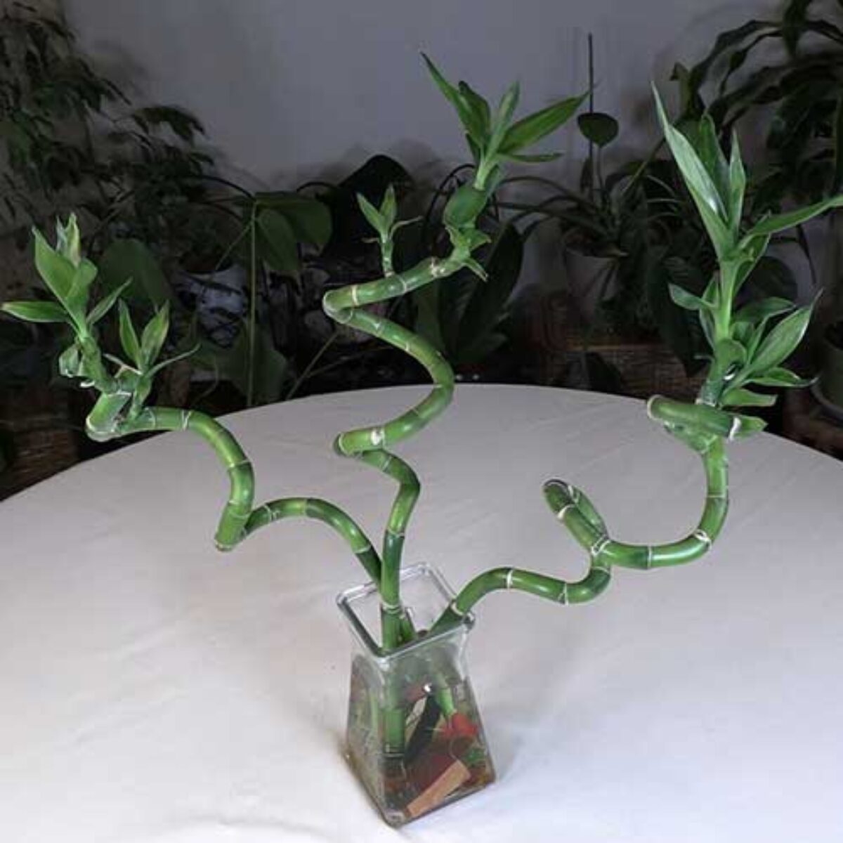 Lucky Bamboo Plant Care Guide  - Healthy Houseplants
