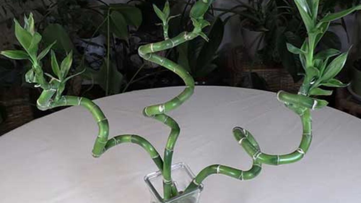 Lucky Bamboo Plant Care Guide  - Healthy Houseplants