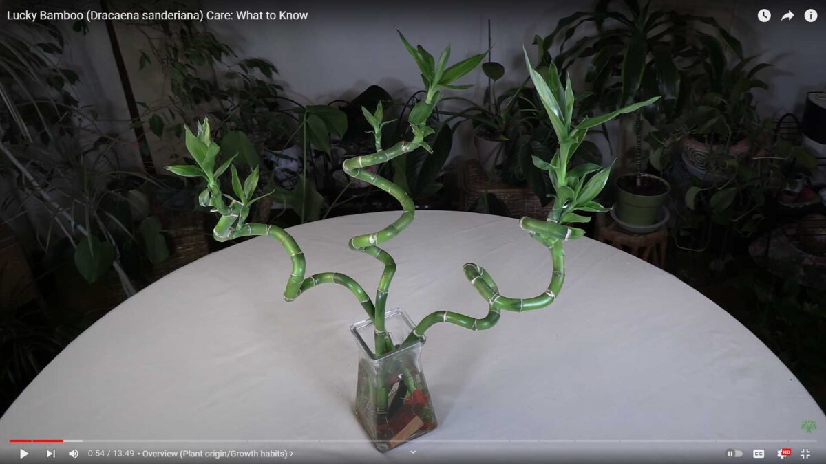 Lucky Bamboo (Dracaena sanderiana) Care: What to Know
