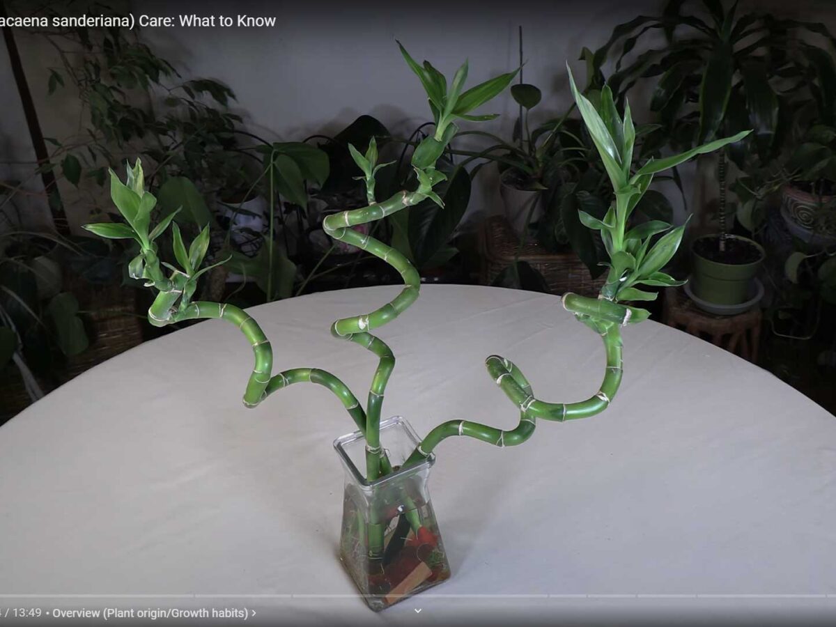 Lucky Bamboo (Dracaena sanderiana) Care: What to Know