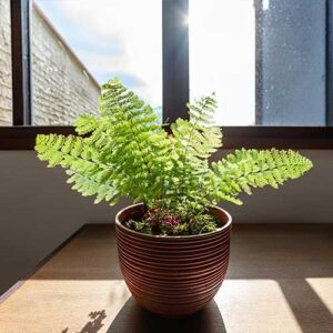 Maidenhair Fern (Adiantum)