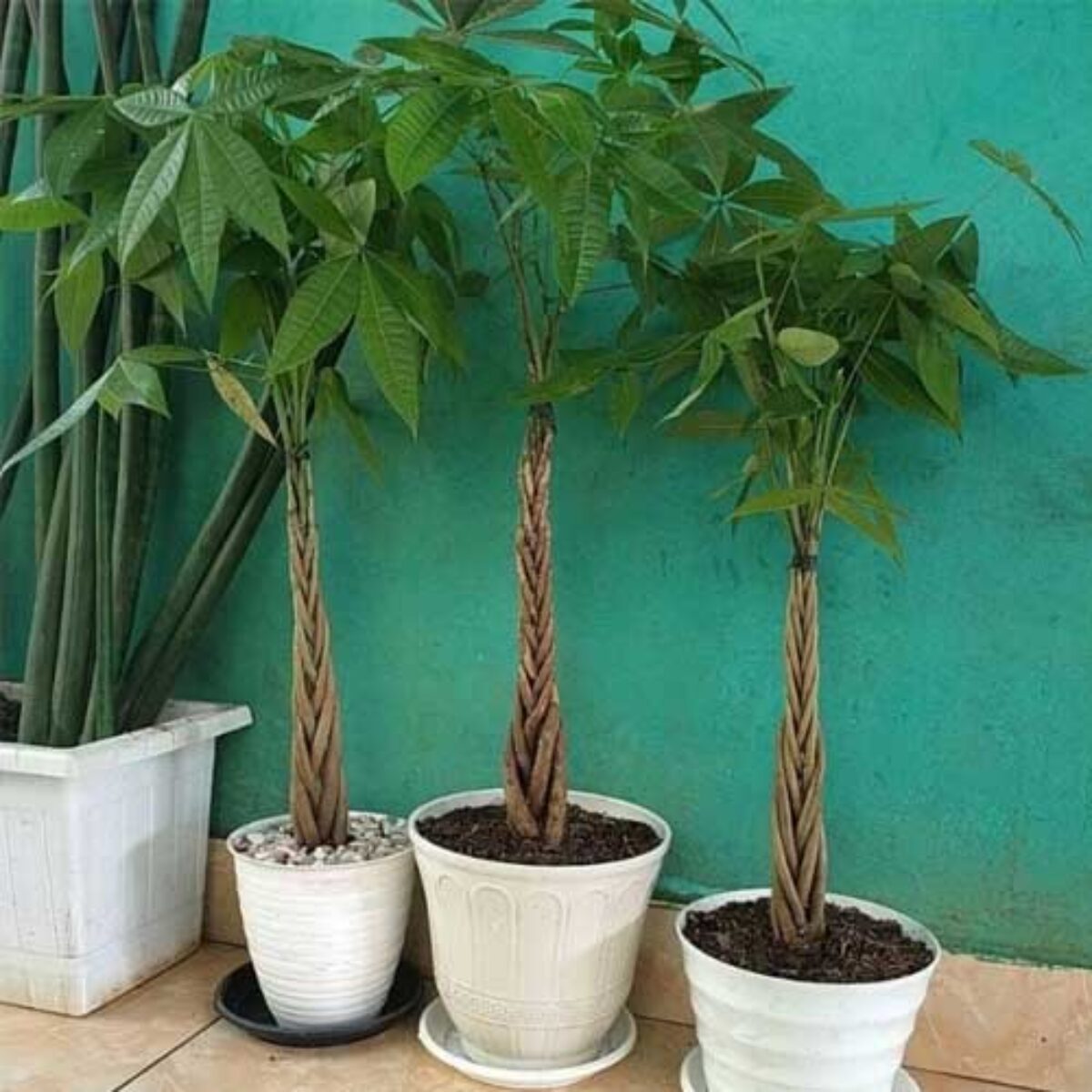 Money Tree (Pachira aquatica) Care Guide  - Healthy Houseplants