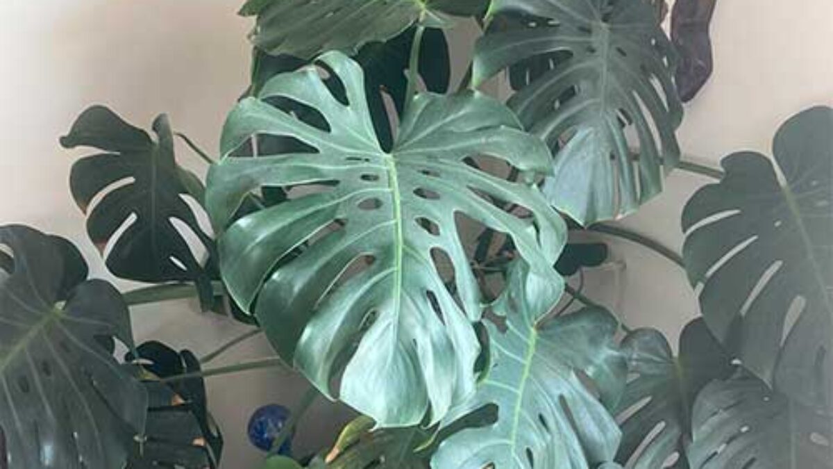 philodendron hederaceum Philodendron hederaceum