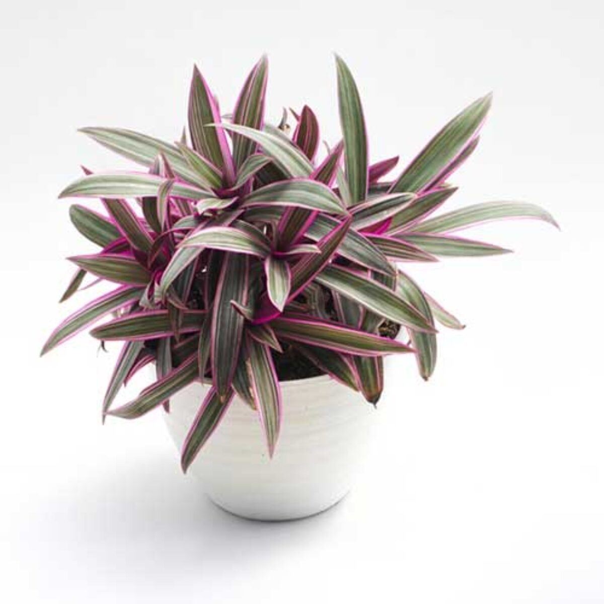 Moses-in-the-Cradle (Tradescantia spathacea) Plant Care Guide - Healthy  Houseplants