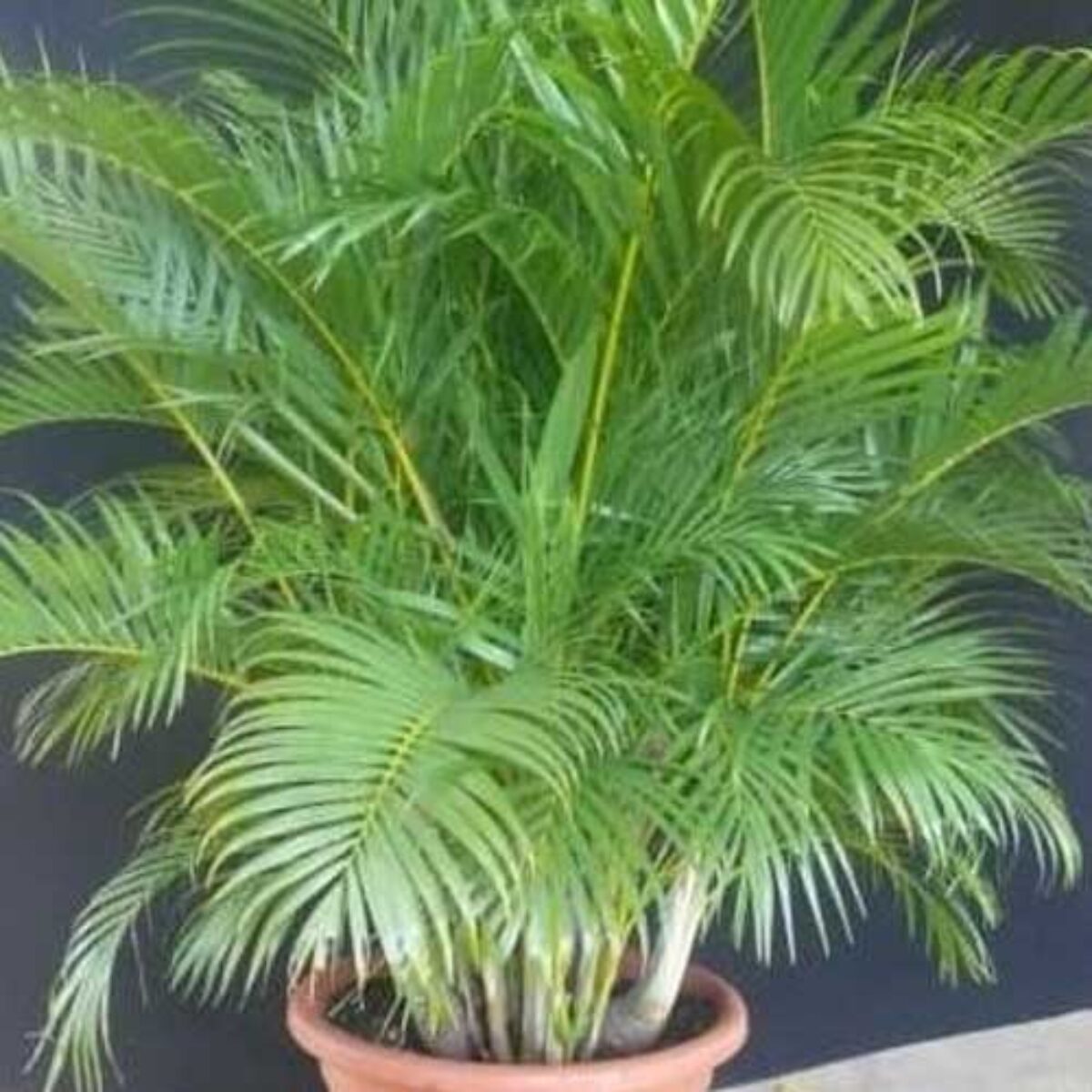 desert rose bonsai tree for sale Adenium Desert Rose Adenium Obesum For Planting Bonsai Indoor Garden Flower  Seeds for  Neeraseeds