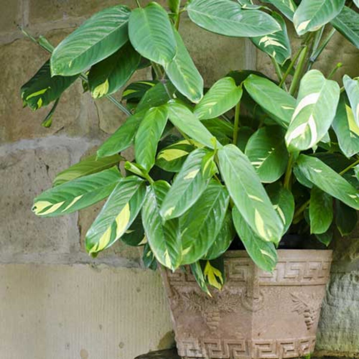 fake plants for living room Artificial plantings for corners of your home  Vitrine Furniture