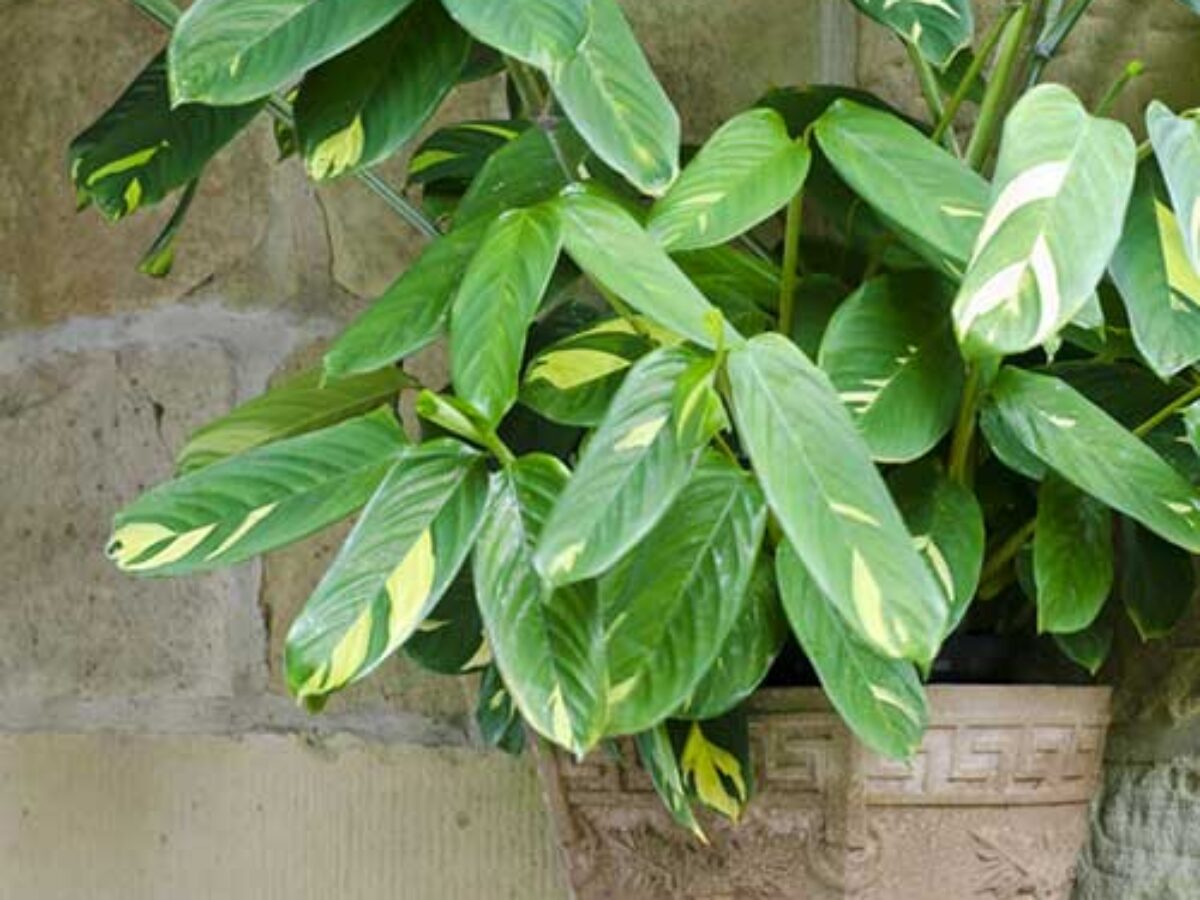 poached egg plants Easy to Grow Poached Egg Plant Seed