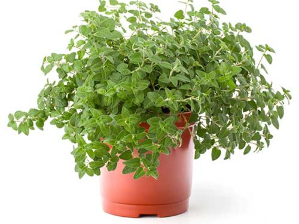 Oregano Indoors: Complete Care Guide for Indoor Herb Gardening  - Healthy  Houseplants