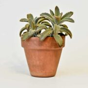 Panda Plants How to Grow and Care 🌟 - Healthy Houseplants