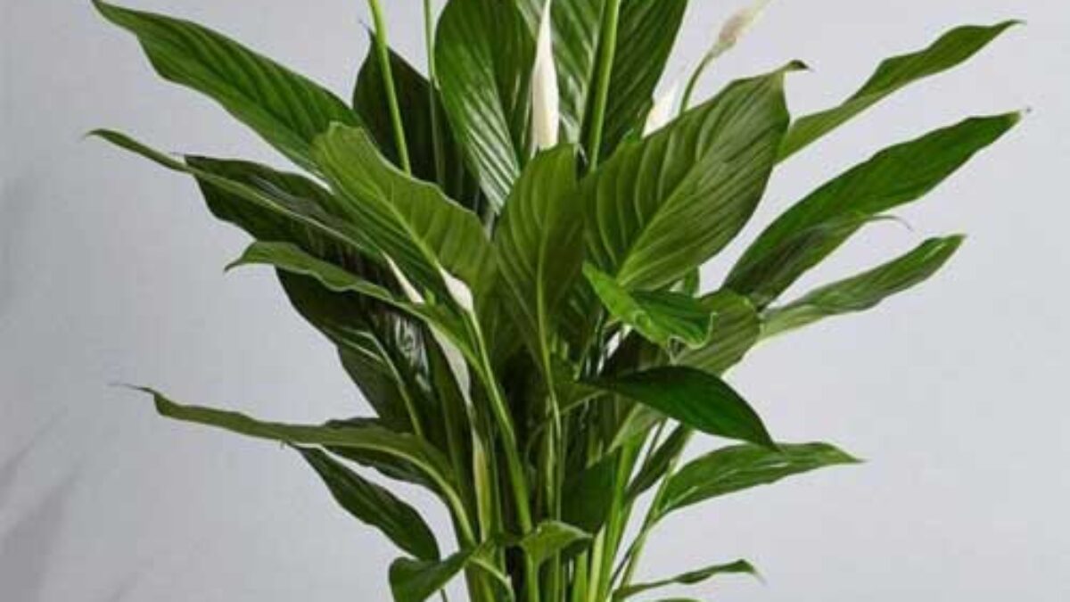 Peace Lily Plant Care Guide: Growing Tips for the Air-Purifying  Spathiphyllum  - Healthy Houseplants