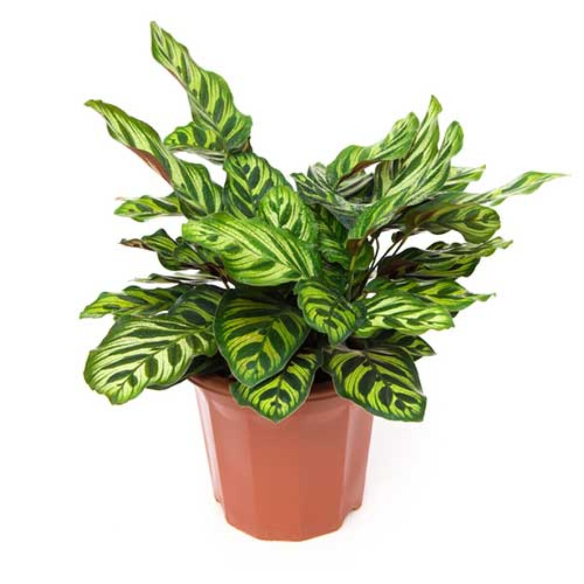 Calathea makoyana Care Guide  - Healthy Houseplants