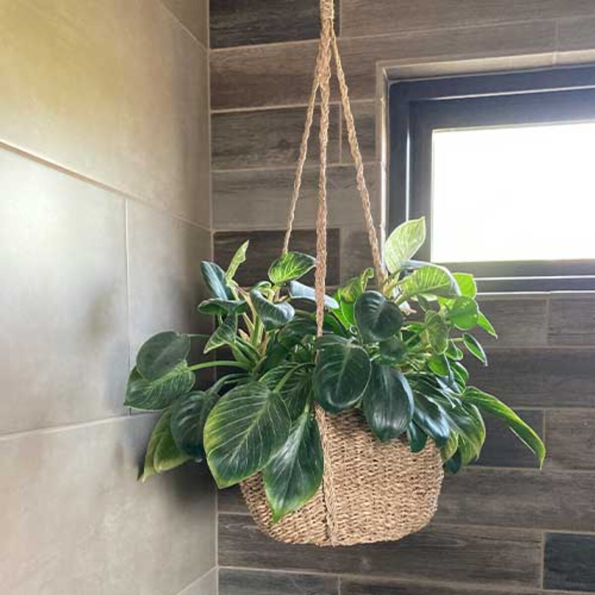 Philodendron Birkin Care Guide: Tips for Growing this Striking Houseplant   - Healthy Houseplants