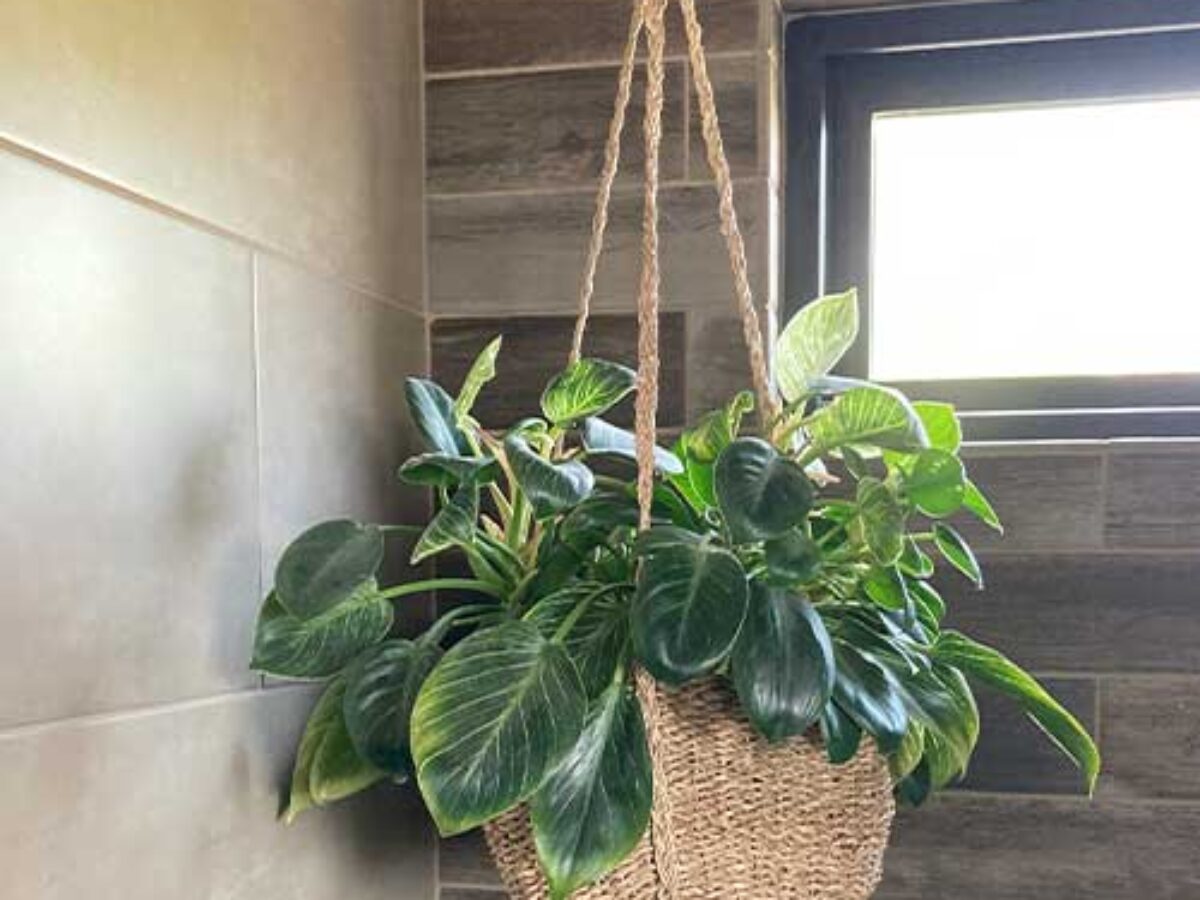 faux snake plant tall Artificial Snake Plant  6 Leaf Sansevieria Stem (14.5 Tall)  No pot   Water Free Greenery