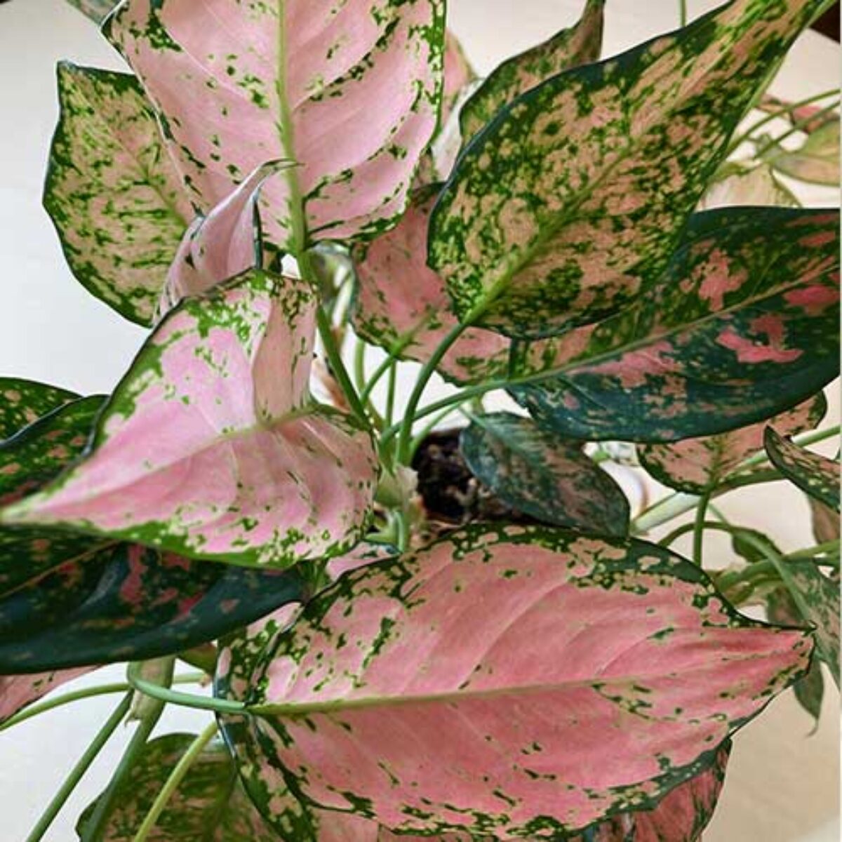 Chinese Evergreen (Aglaonema) Care Guide  - Healthy Houseplants