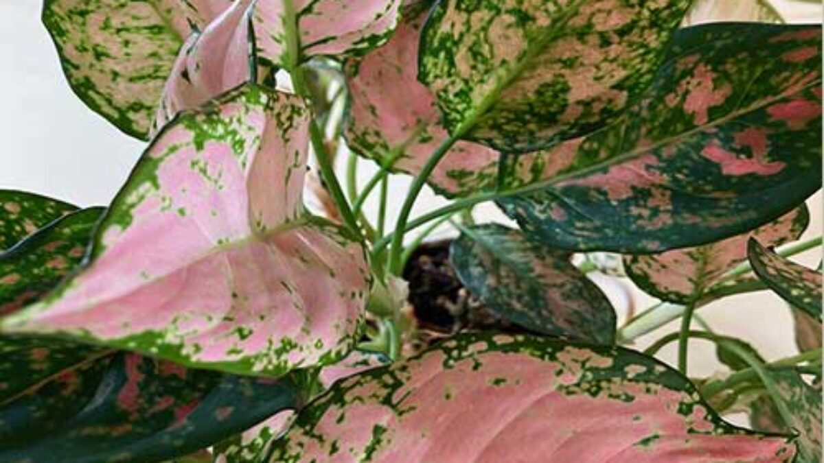 Chinese Evergreen (Aglaonema) Care Guide  - Healthy Houseplants