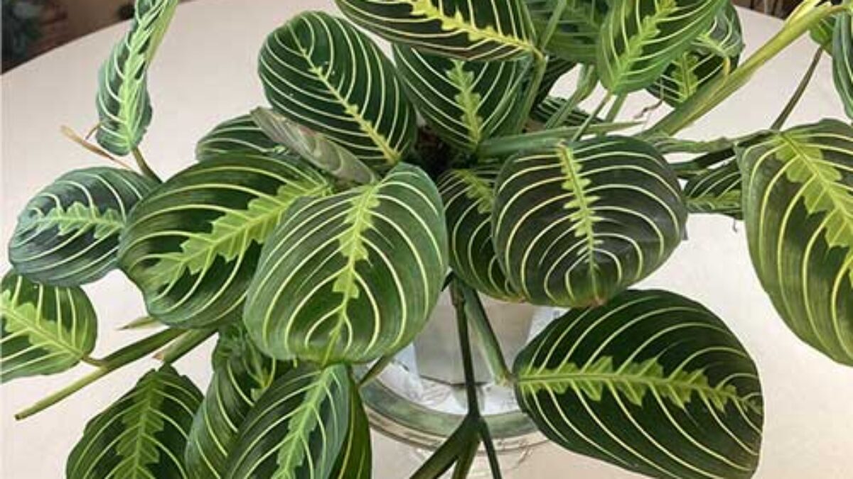 braided snake plant for sale Sansevieria cylindrica 'Braided' | Cylindrical Snake Plant