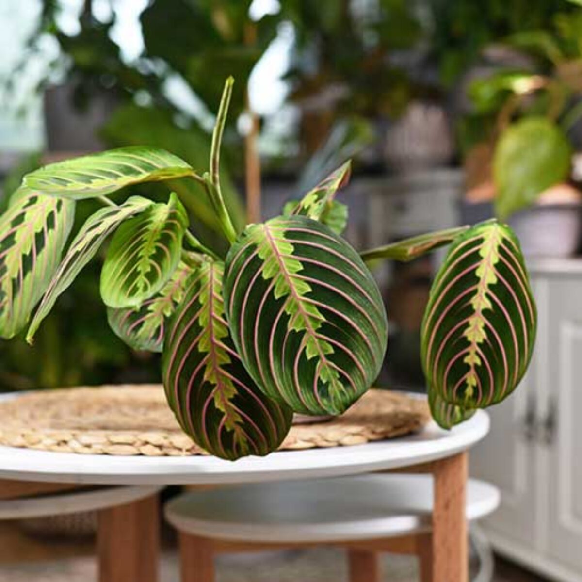 Prayer Plant (Maranta Species) Care Guide: Tips for Growing Vibrant Maranta   - Healthy Houseplants
