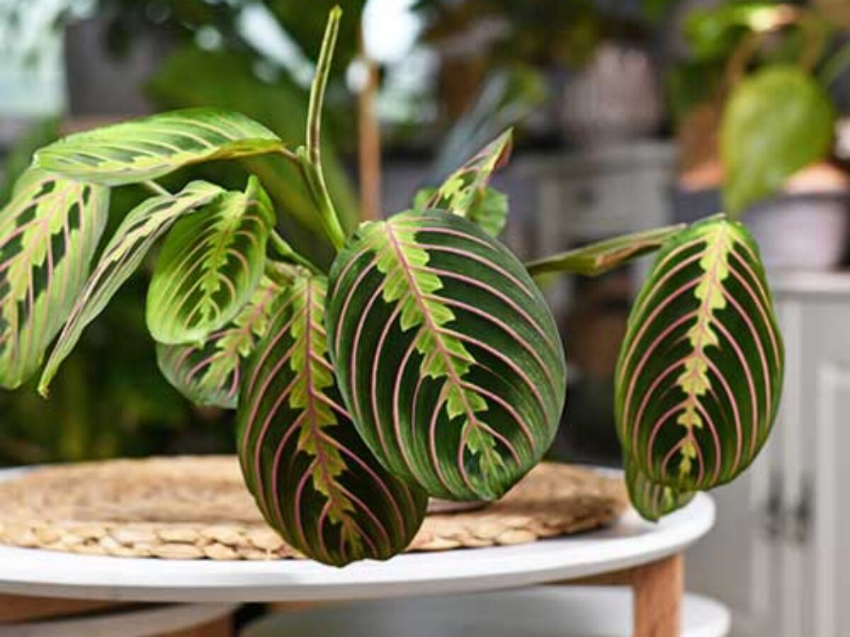 Prayer Plant (Maranta Species) Care Guide: Tips for Growing Vibrant Maranta   - Healthy Houseplants