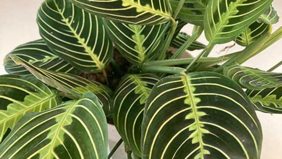 Lemon Lime Prayer Plant Care Guide  - Healthy Houseplants