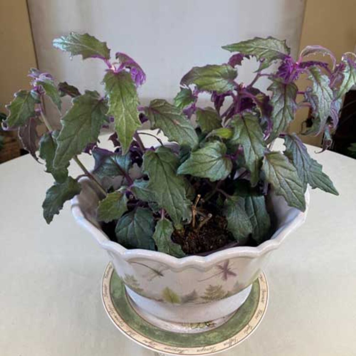 Purple Velvet Plant Care Guide: Tips for Growing Gynura aurantiaca  -  Healthy Houseplants