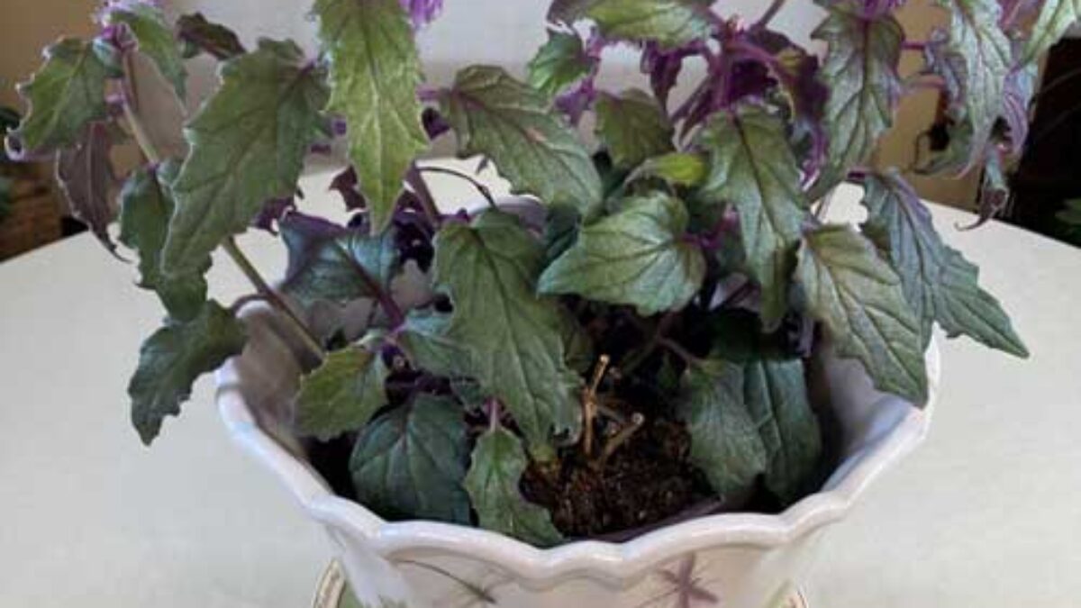 Purple Velvet Plant Care Guide: Tips for Growing Gynura aurantiaca  -  Healthy Houseplants