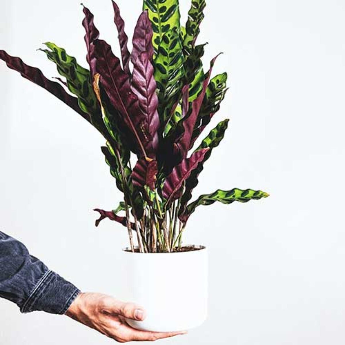 Rattlesnake Plant (Calathea lancifolia) Care Guide  - Healthy Houseplants