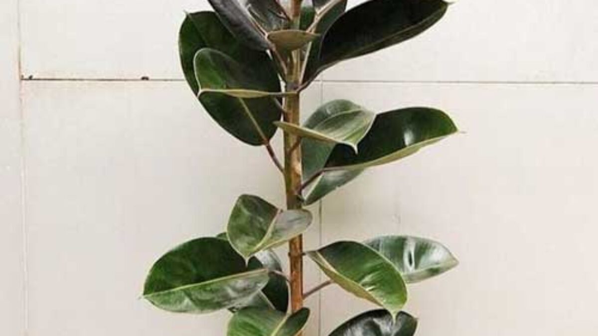 Rubber Plant (Ficus elastica) Care Guide  - Healthy Houseplants