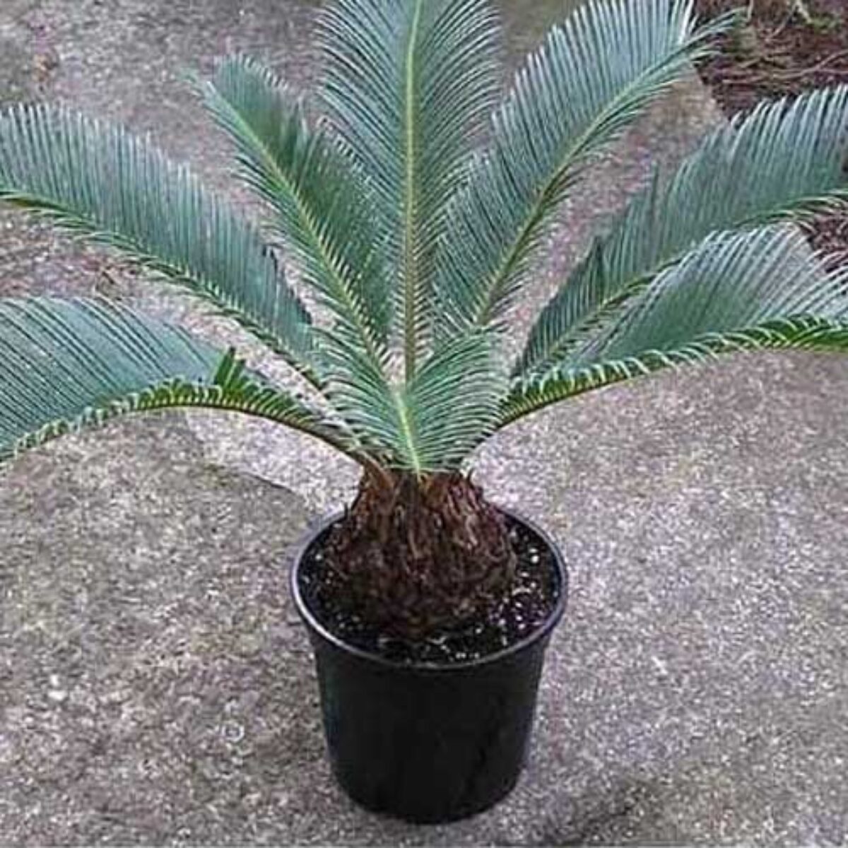 Sago Palm (Cycas revoluta) Care Guide  - Healthy Houseplants