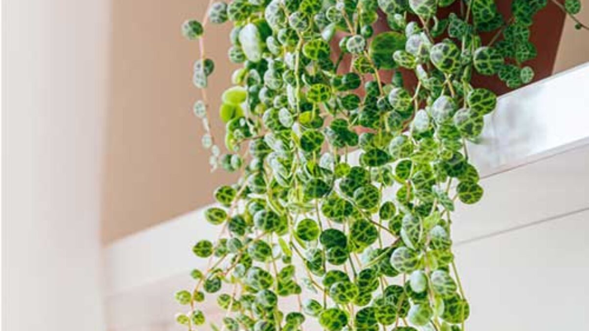 Peperomia prostrata (String of Turtles) Care Guide 🌟 - Healthy Houseplants