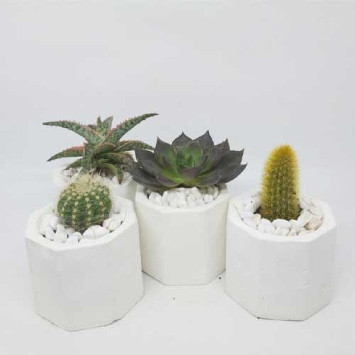 Succulents and Cacti: Complete Care Guide and Information - Healthy  Houseplants