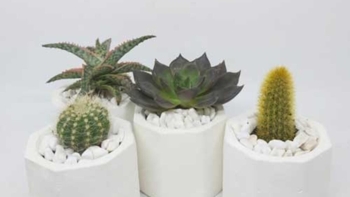 Succulents and Cacti: Complete Care Guide and Information  - Healthy  Houseplants