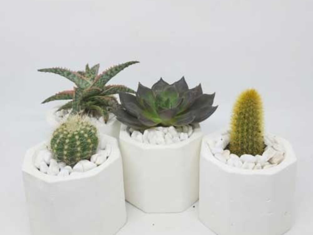 Succulents and Cacti: Complete Care Guide and Information - Healthy  Houseplants