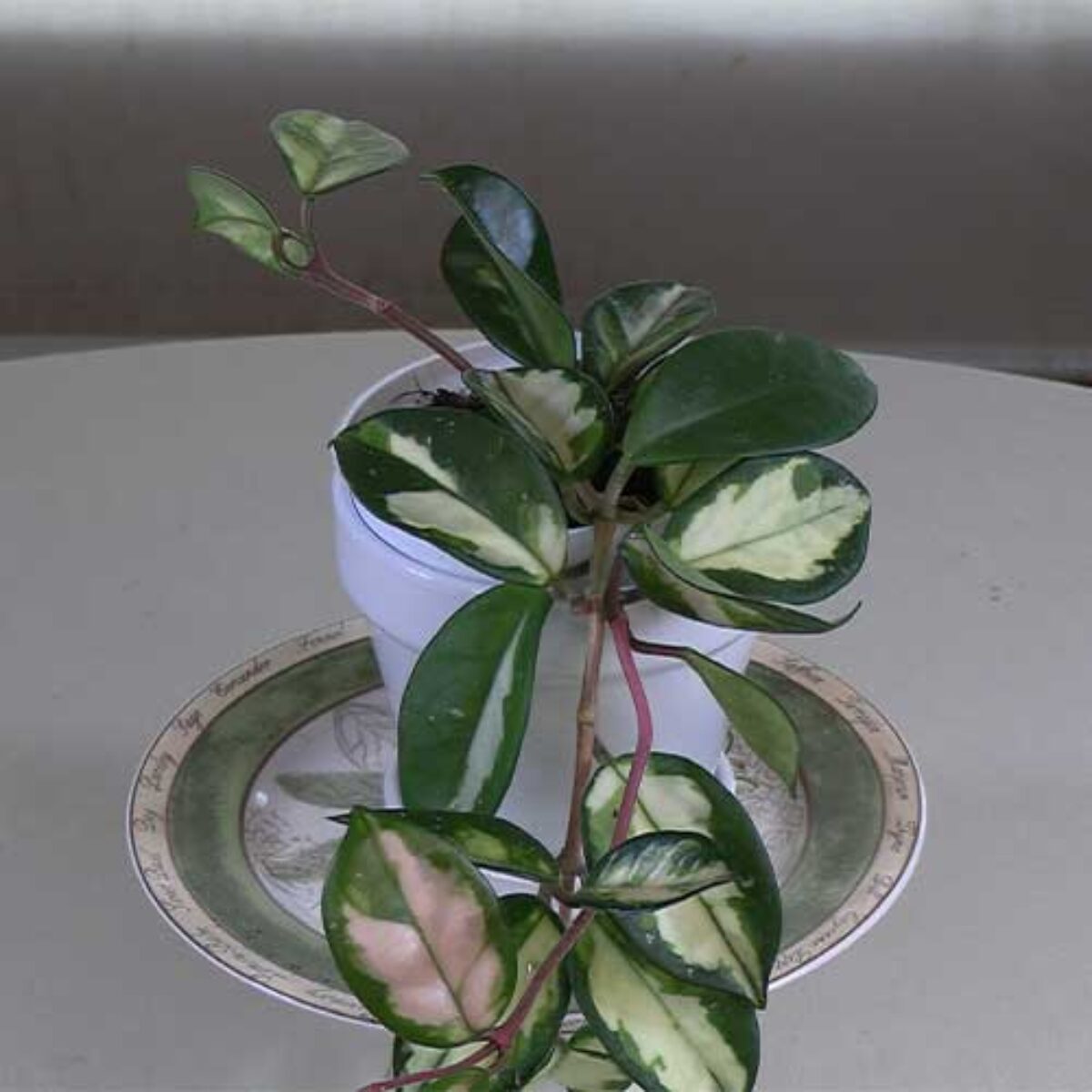 Variegated Wax Plant Care Guide: Tips for Growing Hoya carnosa  'Variegata' - Healthy Houseplants