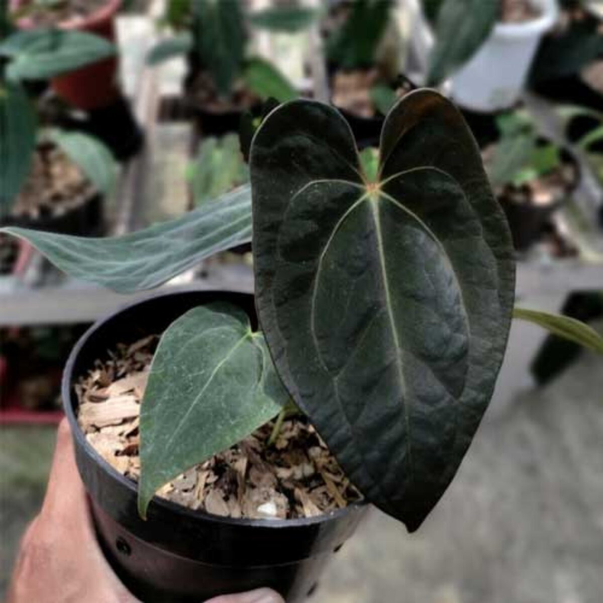 Velvet Cardboard Anthurium Care Guide: Growing Anthurium clarinervium  -  Healthy Houseplants