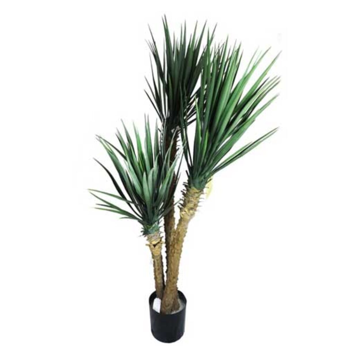 Yucca elephantipes: The Architectural Desert Gem  - Healthy Houseplants
