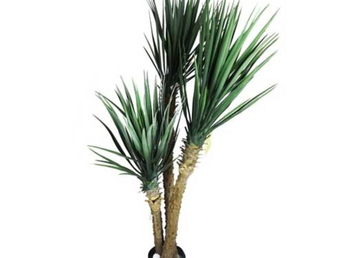 Yucca elephantipes: The Architectural Desert Gem 🌟 - Healthy