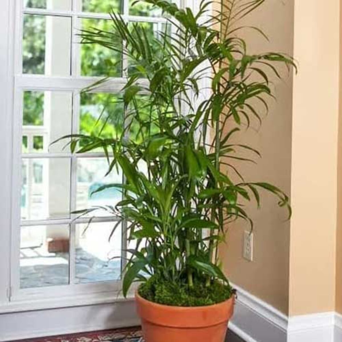 wooden plant pots Cubic Pot (Outlet) Black Oakywood main image 1