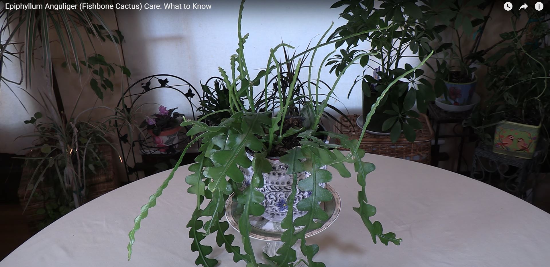Epiphyllum Anguliger (Fishbone Cactus) Plant Care: What to Know - Healthy  Houseplants