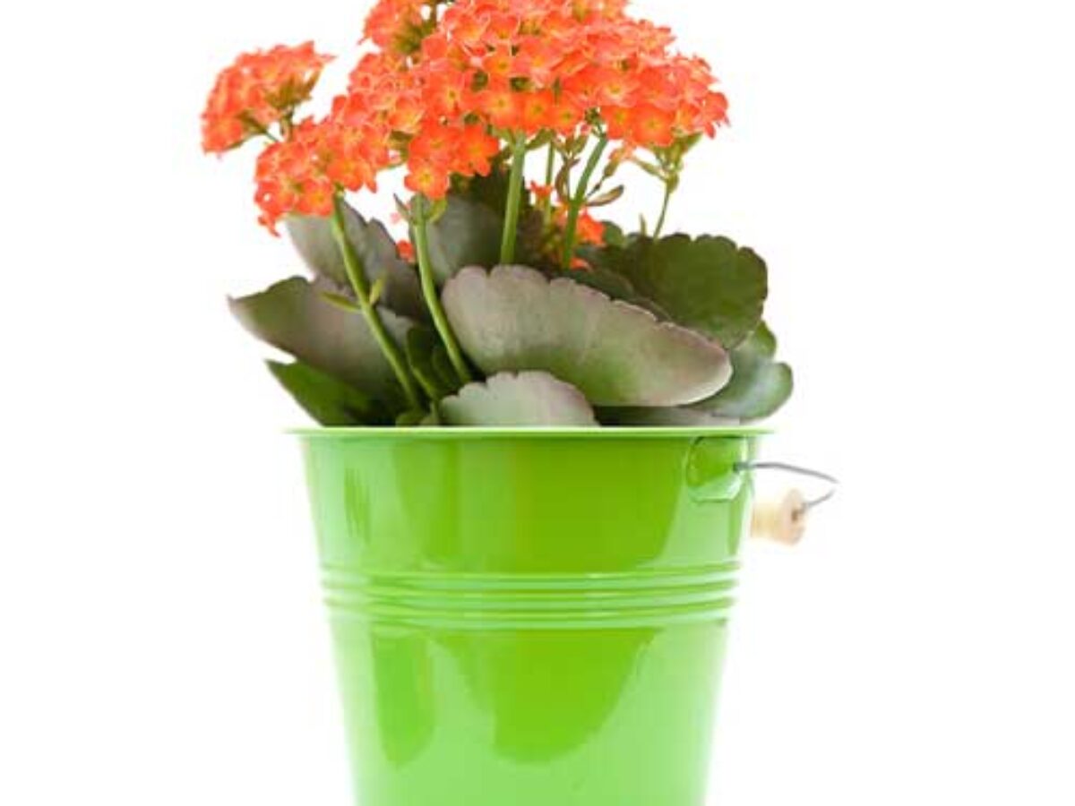 drip plant watering system Drip Irrigation System Plant Waterer