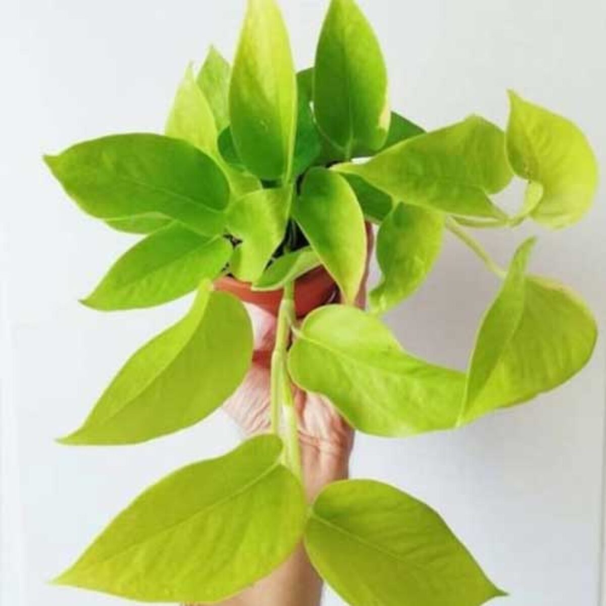 monstera coaster plant Graf Lantz