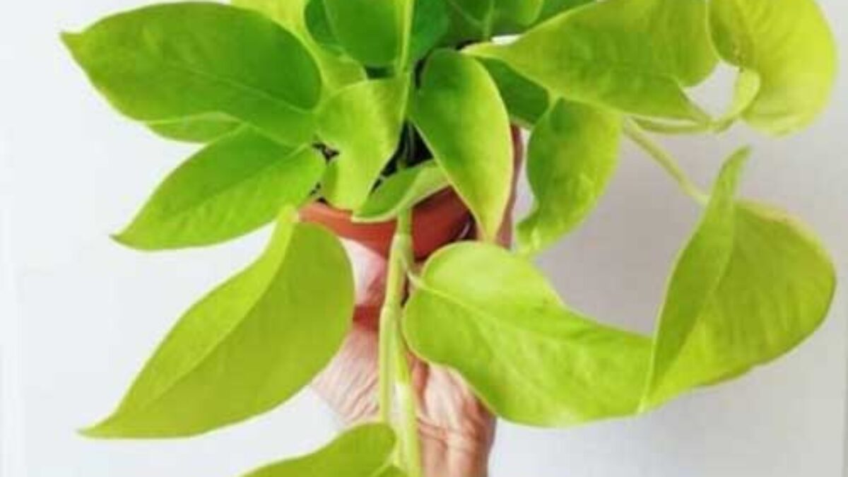 Neon Pothos Care Guide: Tips for Growing Vibrant Epipremnum aureum 'Neon'   - Healthy Houseplants