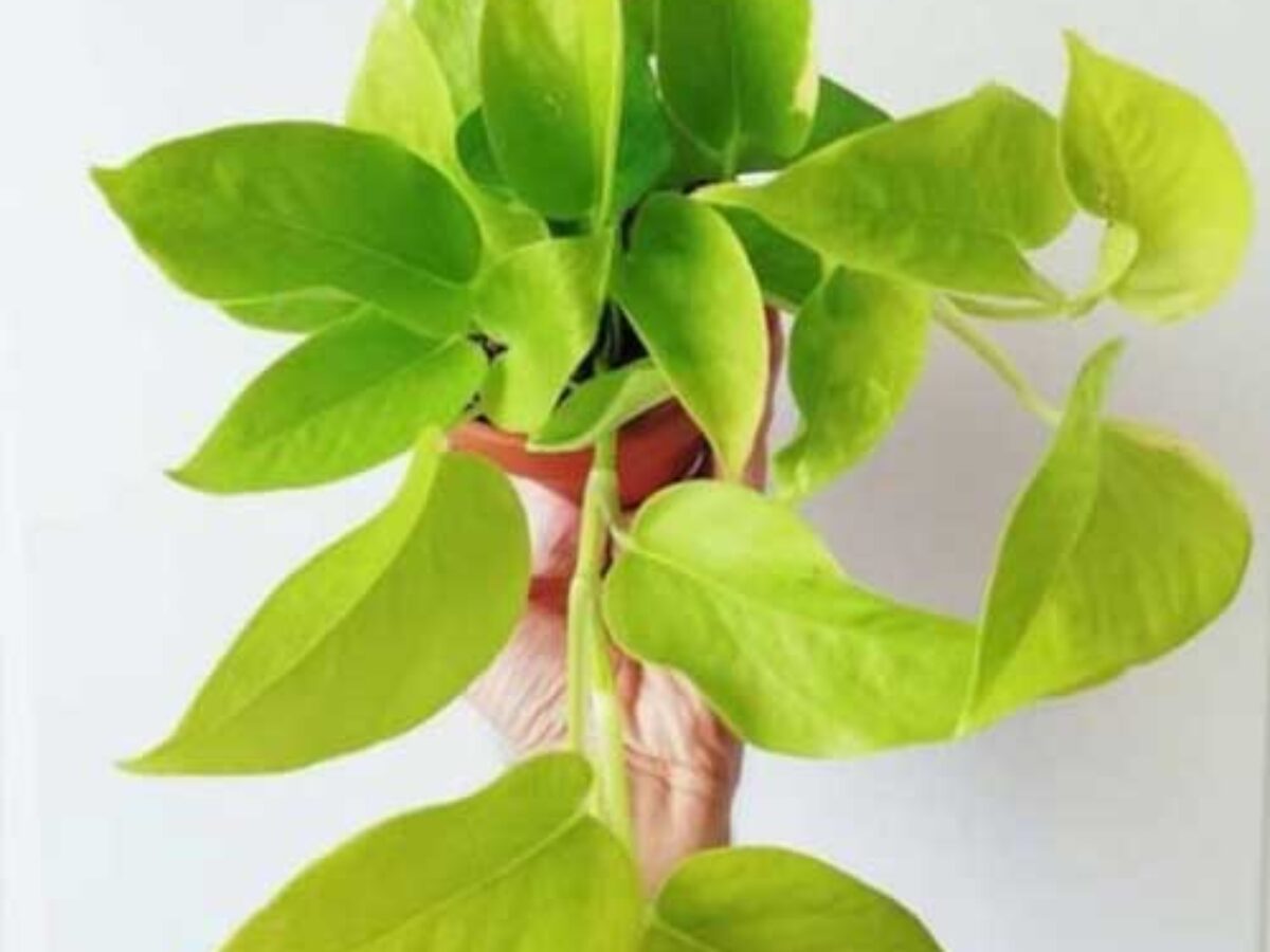 Neon Pothos Care Guide: Tips for Growing Vibrant Epipremnum aureum 'Neon'   - Healthy Houseplants