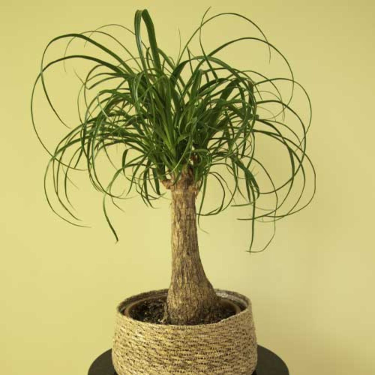 coconut house plant Coconut Palm: Cocos Nucifera - 8