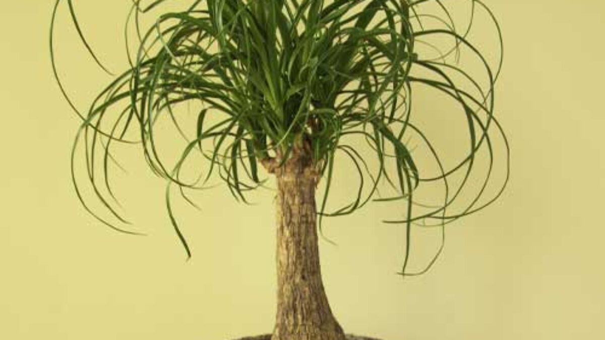 hanging prayer plant Buy a Red Prayer Plant – Hey Rooted main image 1