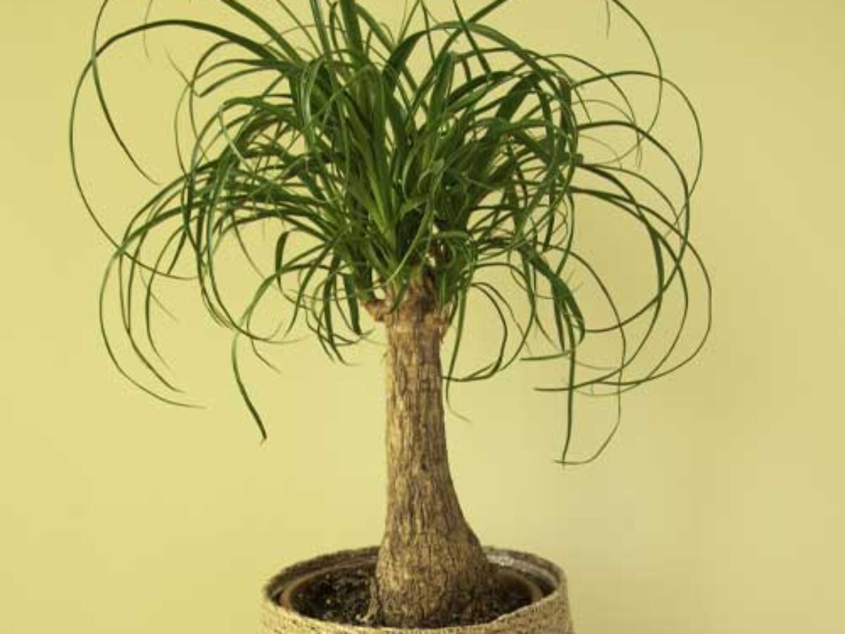 black prayer plant Green Prayer Plant (Maranta leuconeura)