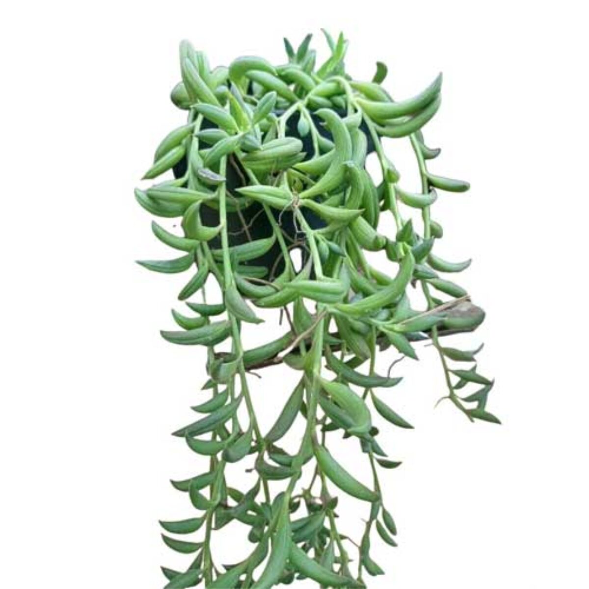 String of Bananas Plant Care Guide  - Healthy Houseplants
